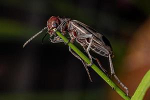 Adult Burning Blister Beetle photo