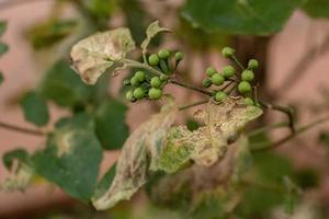 flowering plant commonly known as jurubeba photo