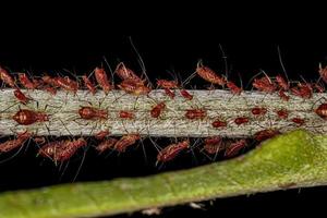 Group of small red aphids photo