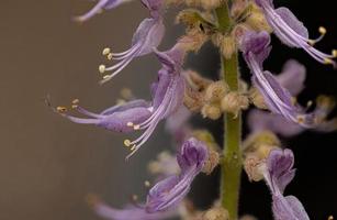 Indian Borage Flower photo