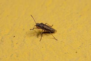 Adult Seed bug photo