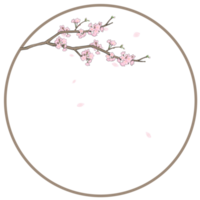 rosa Sakura-Rahmen png