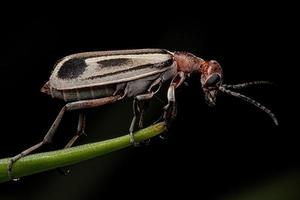 Adult Burning Blister Beetle photo