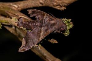 Adult Swift-winged Sphinx Moth photo