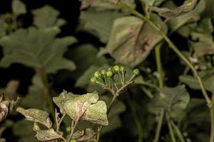 flowering plant commonly known as jurubeba photo