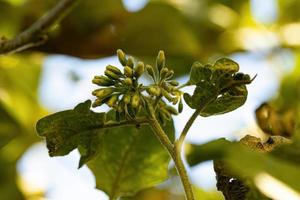 flowering plant known as jurubeba photo