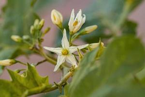 flowering plant known as jurubeba photo