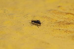 Adult Biting Midge photo