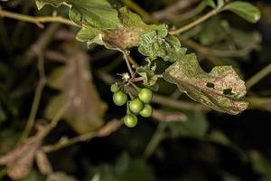 flowering plant commonly known as jurubeba photo