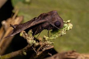 Adult Swift-winged Sphinx Moth photo