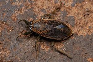 insecto de agua gigante adulto foto