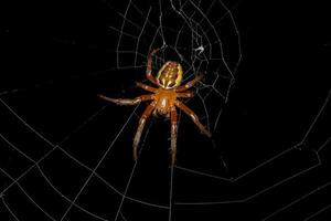 Small Orbweaver Spider photo