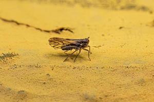 Adult Delphacid Planthopper Insect photo