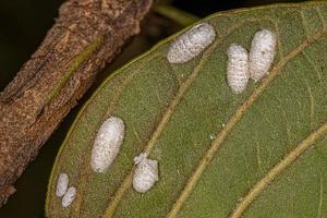 small white cocoons photo