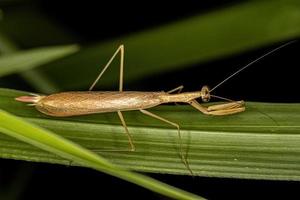 Adult Thespid Mantis photo