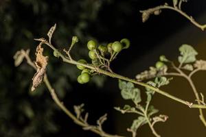 flowering plant commonly known as jurubeba photo