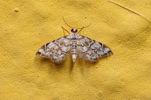 Adult Crambid Moth photo