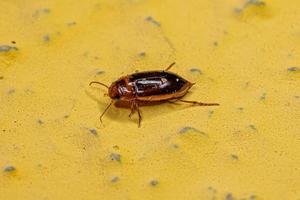 Adult Predaceous Diving Beetle photo