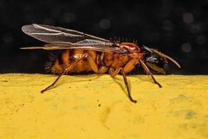 hormiga reina carpintero hembra adulta foto