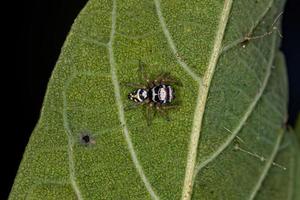 pequeña araña saltadora foto