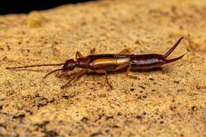 Adult Common Earwig photo