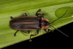 Adult Firefly Beetle photo