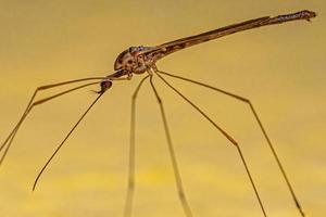 Adult Limoniid Crane Fly photo