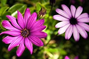 hermoso primer plano de flor lila. imagen horizontal foto