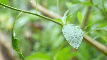 view to the tree leaves while in raining time in summer day video