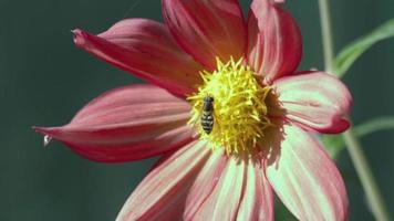 hoverfly i de mitten av en röd rosa dahlia blomma. sommar natur begrepp. sommar blomma på suddig bakgrund, stänga upp video