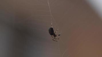 The spider catches insects in a web and wraps them in a cocoon. Spider on a web is hunting for prey, close up. Spider on a background of green nature. video