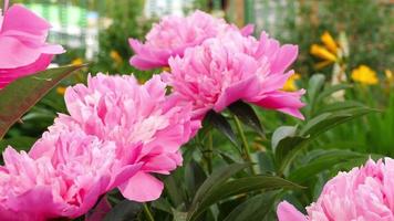 groot roze pioenen dichtbij omhoog, reusachtig bloemblaadjes zijn ontwikkelen in de wind. mooi romantisch groot roze pioen bloemen video