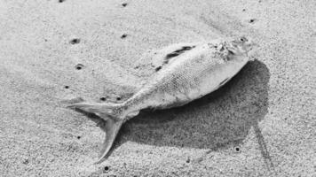 död- fisk tvättades upp på strand liggande på sand Mexiko. video