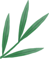 watercolour green leaf png