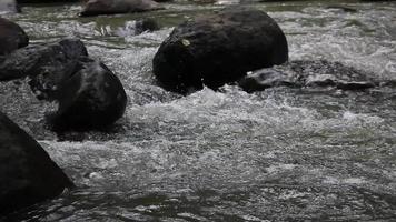 débit de la rivière et rochers dans la nature. video