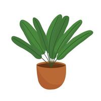 Green house plant in a pot illustration with long leaves. Decorative flower illustration. vector