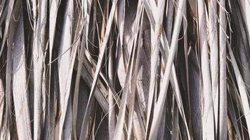 texture de feuilles de branche de palmier séchées. fond de feuilles de palmier sec. video