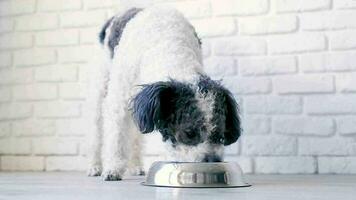 Cute mixed breed dog eating from the bowl at home, white brick wall background