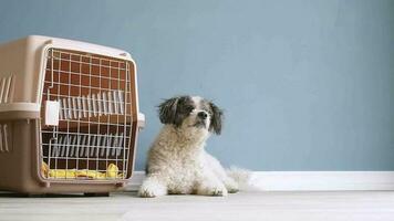 caisse de transport de voyage pour animaux. Mignon chien bichon frisé couché par transporteur pour animaux de compagnie de voyage, fond de mur bleu, espace de copie video