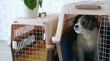 Cute bichon frise dog sitting by travel pet carrier video