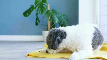 Süßer Mischlingshund, der auf gelbem Teppich neben dem Fenster liegt und wegschaut. Haustiere drinnen video