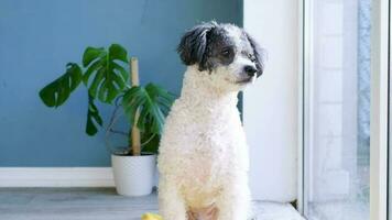 cute mixed breed dog lying on yellow rug next to the window, looking away. Pets indoors