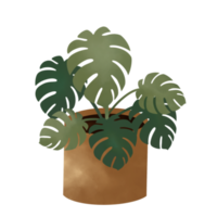 ilustração de vasos de plantas. plantas da casa. png