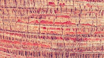 bucle de textura de patrón de corteza de palma. fondo de tronco de árbol tropical. telón de fondo de madera exótica. video