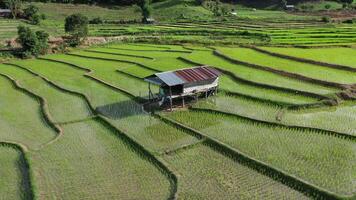 vista aérea de drones de la agricultura en arroz en un hermoso campo lleno de agua. vuelo sobre el campo de arroz verde durante el día. pequeña choza en los arrozales. natural el fondo de textura. video