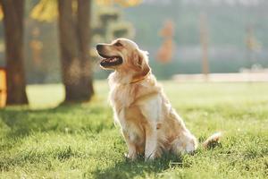 Beautiful Golden Retriever dog have a walk outdoors in the park photo