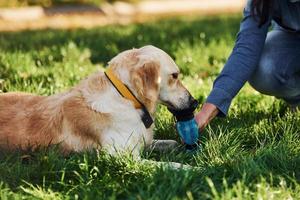 Drinks water. Woman have a walk with Golden Retriever dog in the park at daytime photo