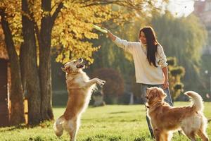 Playing frisbee. Woman have a walk with two Golden Retriever dogs in the park photo