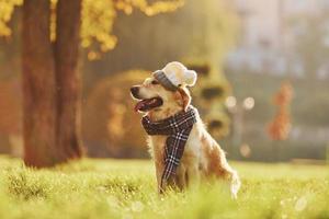 In hat and scarf. Beautiful Golden Retriever dog have a walk outdoors in the park photo