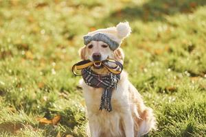 In clothes. Beautiful Golden Retriever dog have a walk outdoors in the park photo